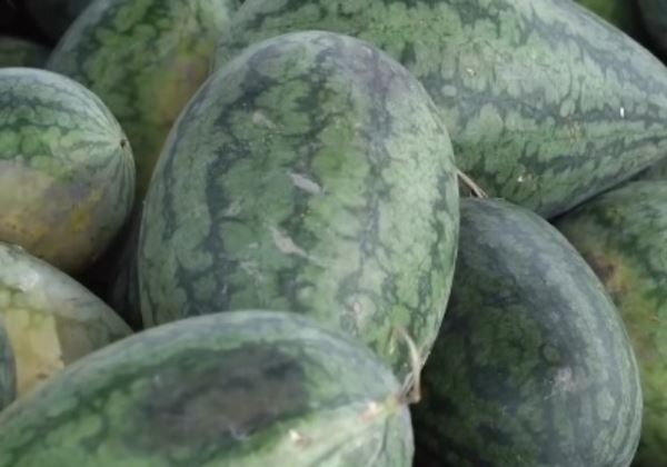 La campaña de primavera prevé alcanzar una producción de 240 millones de kilos entre sandía y melón