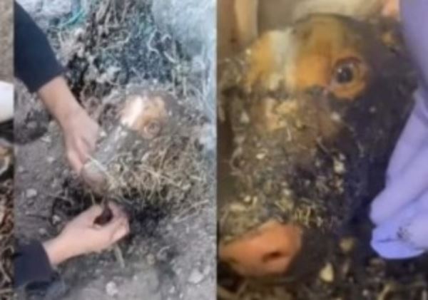Hallan a una perra bañada en alquitrán y abandonada en un pozo en Níjar