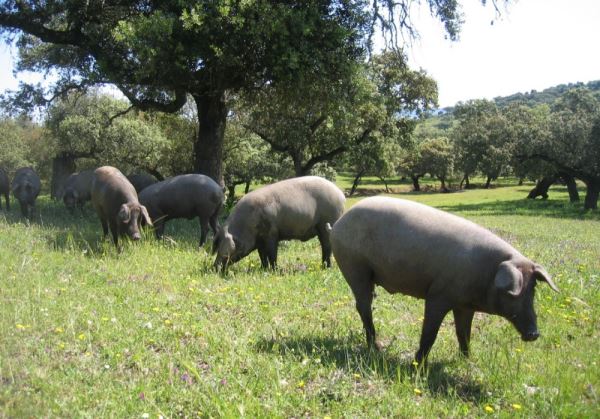 La Consejería de Agricultura, Pesca, Agua y Desarrollo Rural ha iniciado el abono de una de las líneas de ayudas puestas a disposición del sector agrario andaluz