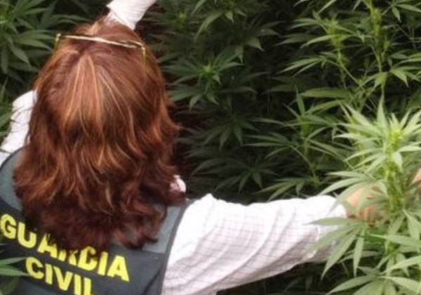 DETENIDO EL PROPIETARIO DE UN CORTIJO DE ALMERÍA CON MÁS DE 1400 PLANTAS DE MARIHUANA